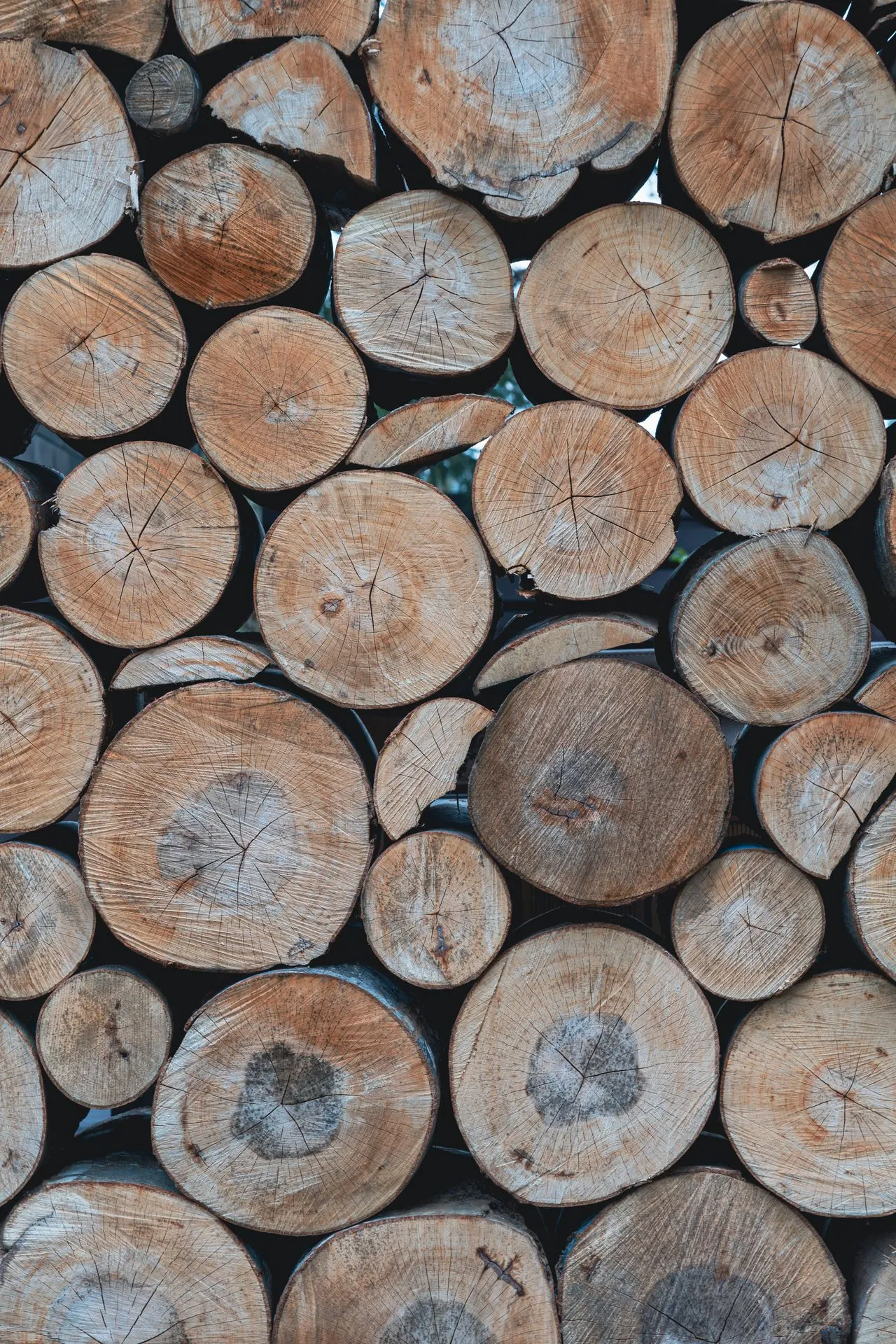 Stacked cut logs and timber ready to be removed