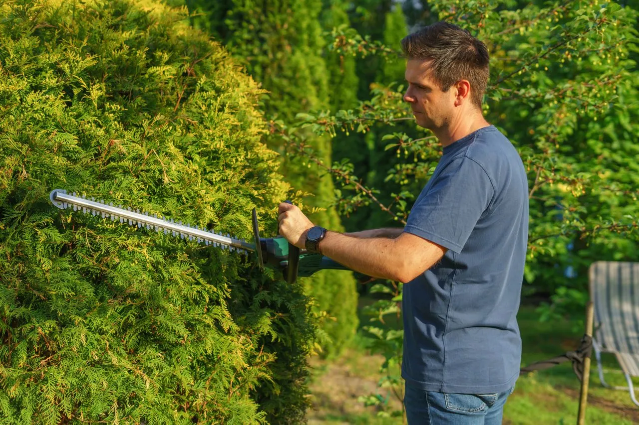 Hedge being trimmed with a powered trimmer in a garden