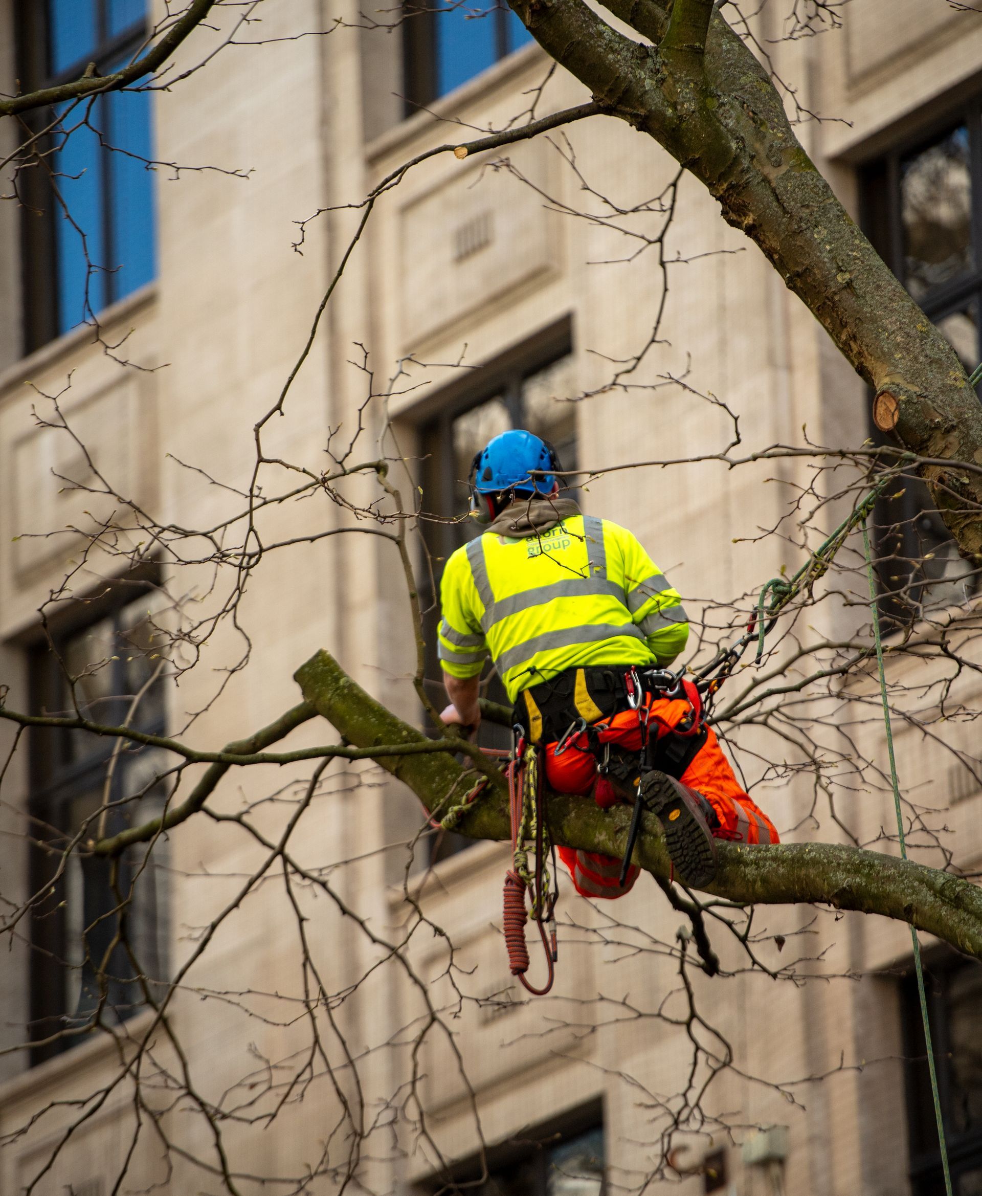 Tree surgeon working high in a tree in Central Scotland