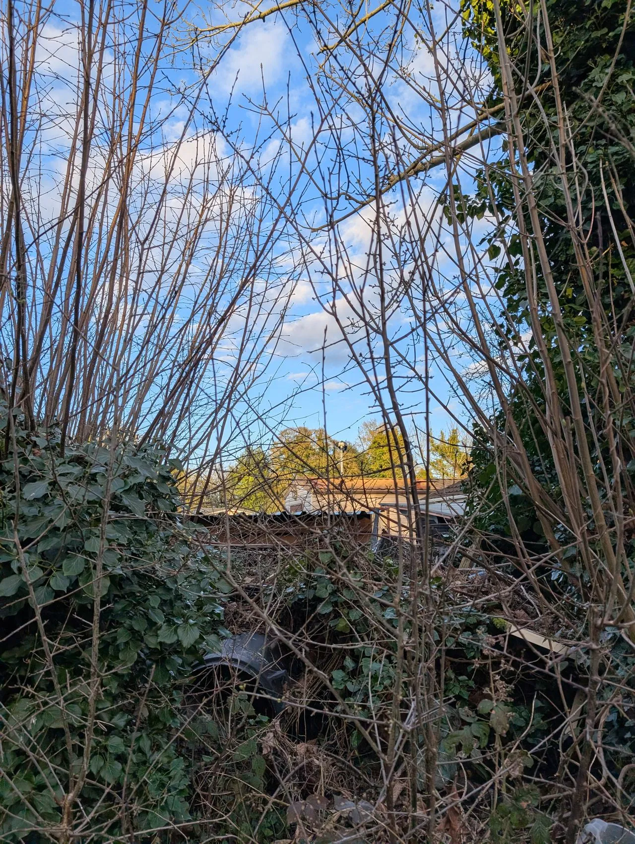An overgrown, neglected garden with long grass ready for clearing