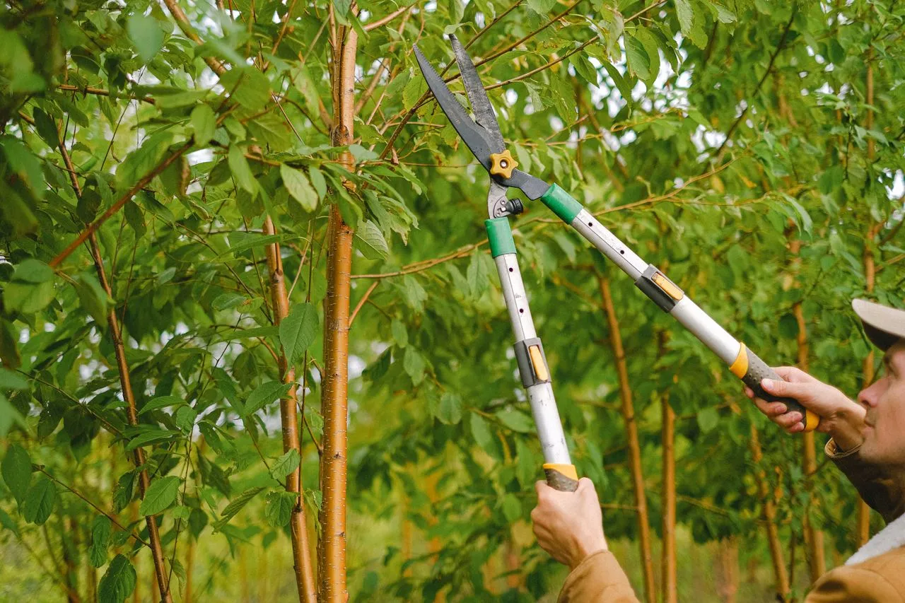 Gardener pruning branches from a tree in a garden